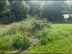 Before: overgrown brush and trees around the pond