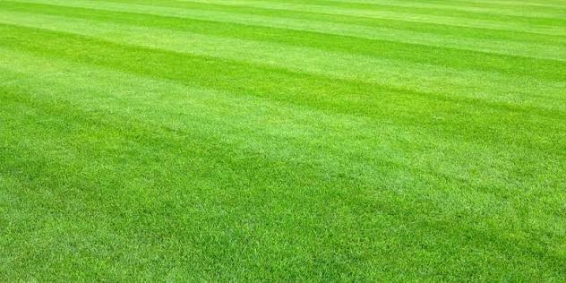 Large mowed lawn with crisp, clean mowing stripes